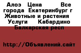 Алоэ › Цена ­ 150 - Все города, Екатеринбург г. Животные и растения » Услуги   . Кабардино-Балкарская респ.